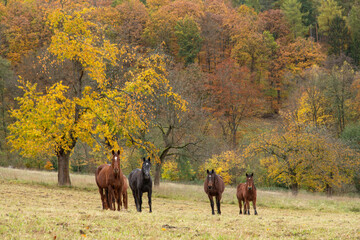 Pferd im Herbstwald