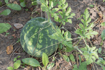 Fresh watermelon growing on the vine in a home garden during summer