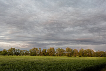 Dramatic rural landscape featuring a blooming rapeseed field after rain, under a moody evening storm sky.