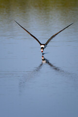 Graceful Black Skimmer Over Water