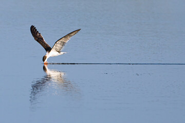 Black Skimmer Skimming Water Surface