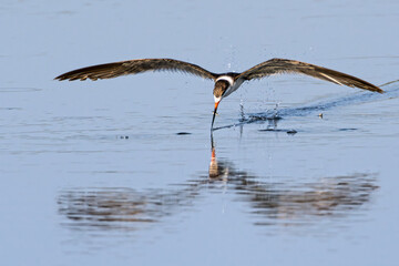Black Skimmer carrying recent catch