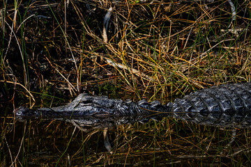 American Alligator in Natural Habitat