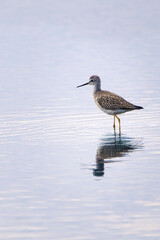 Lesser Yellowlegs Wading in Serene Waters