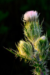 Sunlit Thistle Blossom