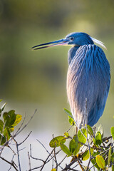 Tricolored Heron in Natural Habitat