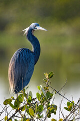 Graceful Tricolored Heron in Natural Habitat