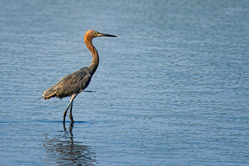 Wading Reddish Egret in Tranquil Waters