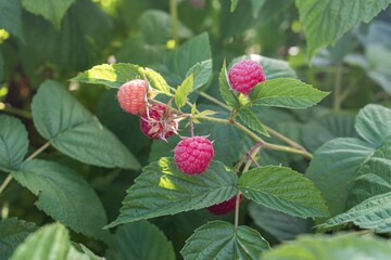 Raspberry bush with ripe and unripe berries in warm sunset light