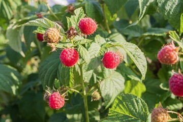 Raspberry bush with ripe and unripe berries in warm sunset light