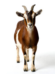 Close up of a young goat on a white background