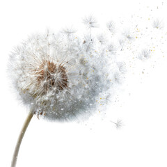Dandelion seeds dispersing in the wind