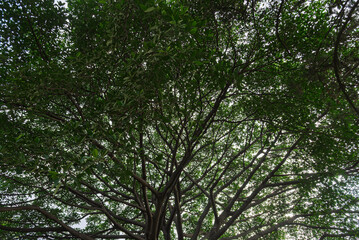 Fototapeta premium árbol, bosque, naturaleza, cielo, verde, hojas, sucursal, madera