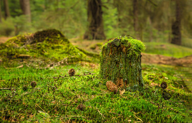moss on the tree