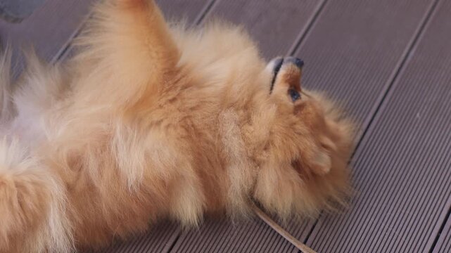 A Playful Pomeranian Dog Savors a Delightful Petting Session Filled with Love and Joy