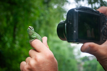 A man holding a male sand lizard (Lacerta agilis) in his hand and taking a picture