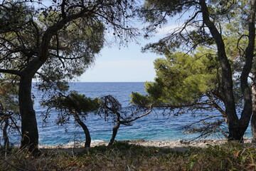 PINO MARITTIMO E ORIZZONTE DEL MARE