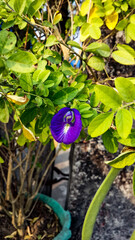 A beautiful blue flower with a white center. It has a vibrant, deep blue color that contrasts nicely with the white.