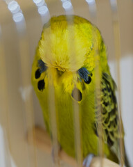 Green and yellow budgerigar, Melopsittacus undulatus. These parakeets are native to Australia but...
