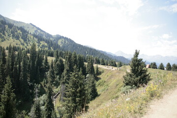 mountain landscape with trees