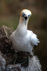 Gannets in Scotland
