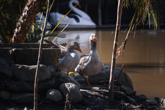 Dois Gansos em um Ambiente com Plantas Ex&oacute;ticas e Pedras