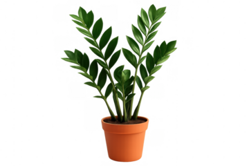 Lush zamioculcas zamiifolia houseplant thriving in a terracotta pot, isolated on a transparent background, perfect for interior design or nature-themed projects