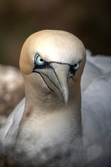 Gannets in Scotland