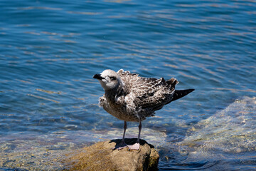 Gaviota sacudiendo sus plumas  