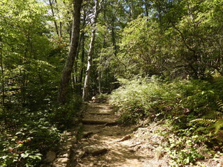 Visitors can enjoy a peaceful hike along the Dark Hollow Falls Trail, within the woodland forest of Shenandoah National Park. it is well worth the effort, as they reach a beautiful waterfall.