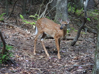 A young, whitetail deer living within the woodland forest of Shenandoah National Park, Virginia.