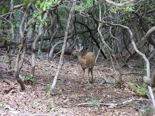 A young, whitetail deer living within the woodland forest of Shenandoah National Park, Virginia.