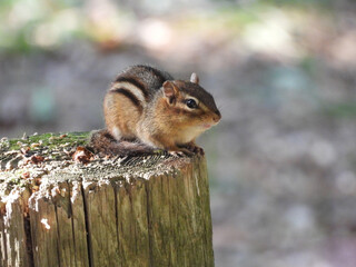 Eastern chipmunk perched on a tree stump, enjoying a beautiful autumn day. Shenandoah National...