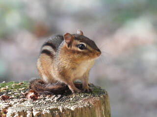 Eastern chipmunk perched on a tree stump, enjoying a beautiful autumn day. Shenandoah National Park, Virginia.