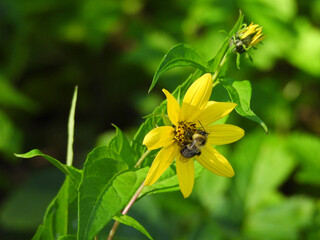 Eastern bumblebee, sipping nectar from a woodland sunflower floret, within the woodland forest of...