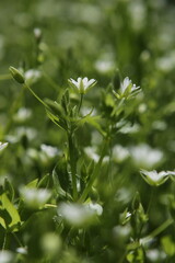 fresh herbs in the garden