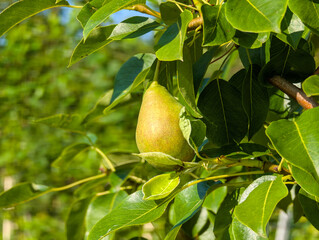 Pear on a tree in the garden