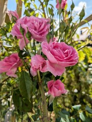 Fototapeta premium Vibrant pink roses in garden