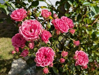 Vibrant pink roses in bloom.