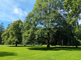 Lush green park landscape under a clear sky.