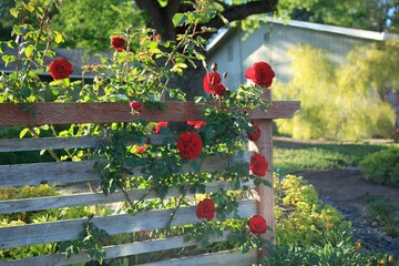 Red Rose on Rustic Fence