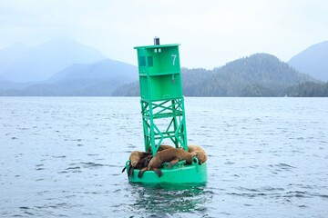 Steller Sea Lion on a buoy basking in the sun.