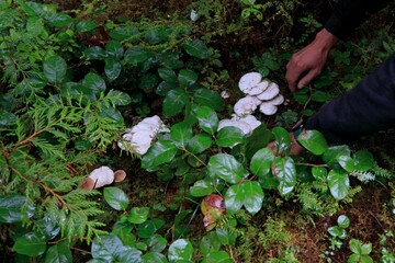 Alaska Rain Forest mushrooms.
