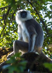 Langur monkey on a tree branch in a forest.