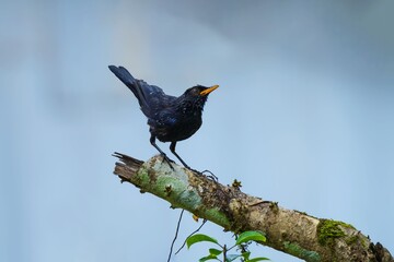 Blackbird perched on a mossy branch.