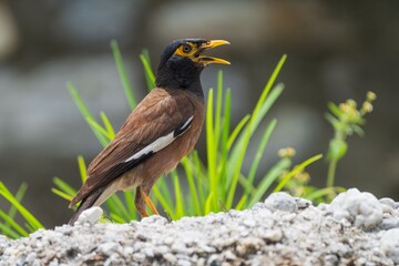 Common myna bird perched on rocks.