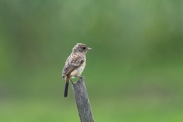 Small bird on a wooden post with green backdrop.