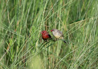 Colorful birds on grass in natural habitat.