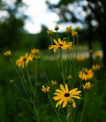 Vibrant yellow wildflowers in a lush meadow.