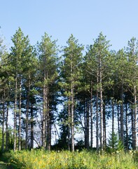 Fototapeta premium Serene Pine Forest with Clear Blue Sky